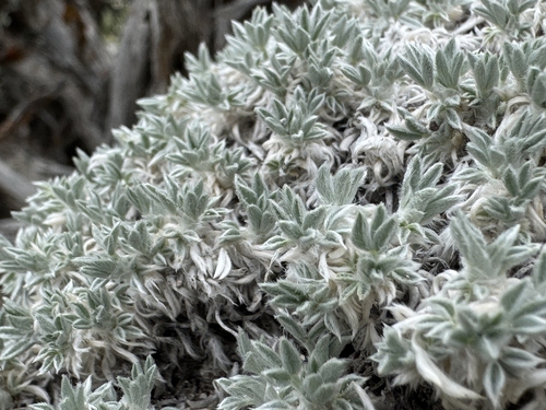 cushion milkvetch (Astragalus aretioides)