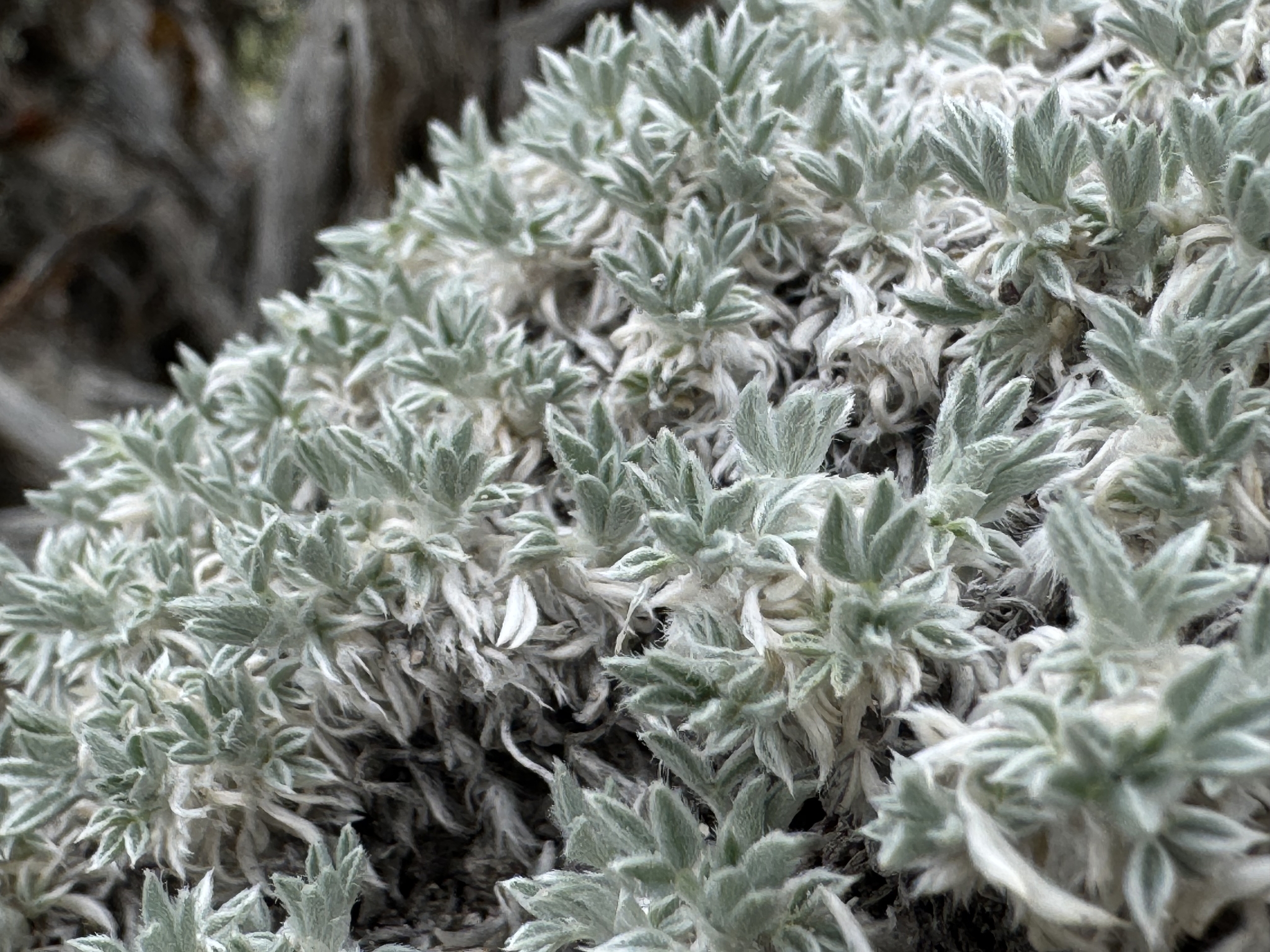 Astragalus aretioides