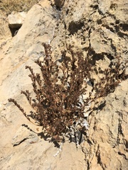 Phacelia rotundifolia