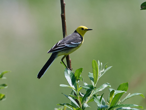 Lavandera cetrina (Motacilla citreola)