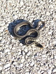 Thamnophis sirtalis semifasciatus