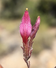 Cordylanthus kingii helleri