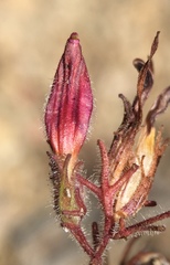 Cordylanthus kingii helleri