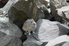 Ochotona macrotis