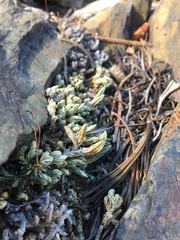 Selaginella watsonii