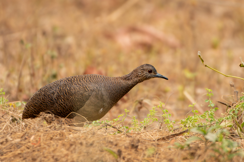 Undulated Tinamou (Crypturellus undulatus)