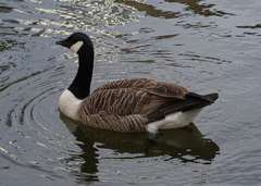 Branta canadensis