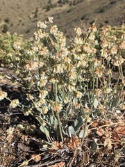 Eriogonum rupinum