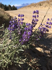Lupinus argenteus montigenus