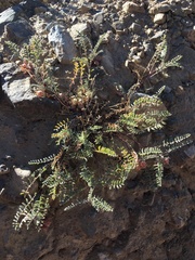 Astragalus lentiginosus semotus