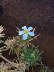 Leptosiphon nuttallii pubescens