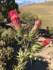 Cirsium arizonicum arizonicum