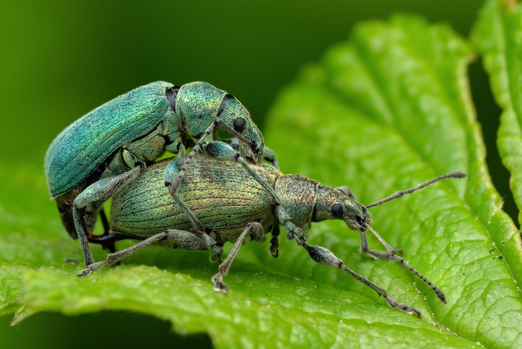 Nettle weevil