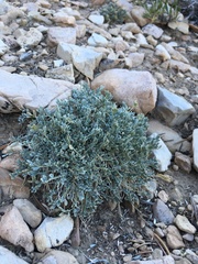 Astragalus calycosus calycosus