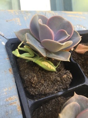 Stagmomantis carolina