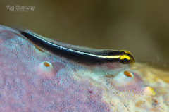 Yellowline Goby photo 4