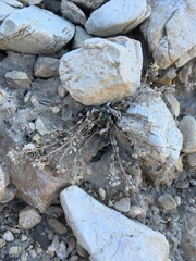 Physaria kingii kingii