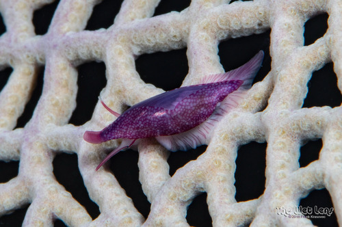 Cymbovula acicularis