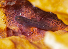 Tusked Goby photo 3