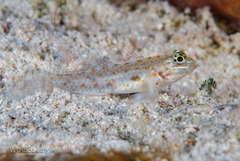 Colon Goby photo 2