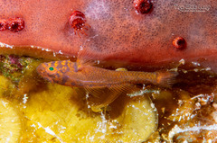 Dwarf Goby photo 1