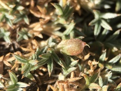 Astragalus kentrophyta tegetarius
