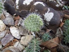 Opuntia polyacantha