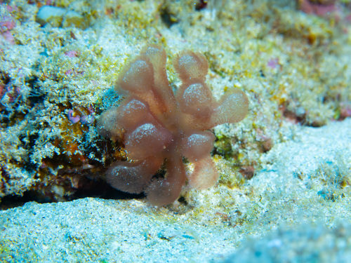 Gibsmithia observed 2025-05-25