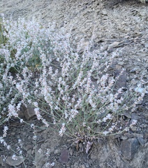 Eriogonum panamintense