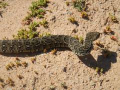 Bitis arietans arietans