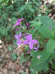Pseuderanthemum cuspidatum