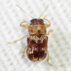 Pachybrachis bullatus