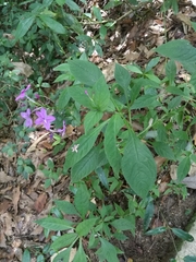 Pseuderanthemum cuspidatum