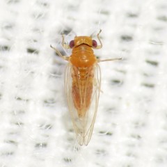 Heteropsylla