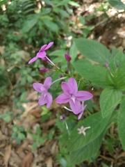 Pseuderanthemum cuspidatum