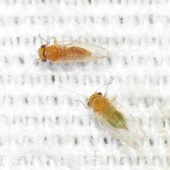 Heteropsylla