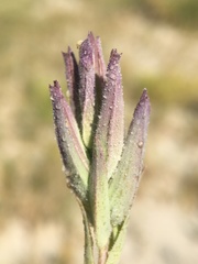 Chloropyron maritimum canescens