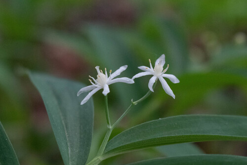 False Solomon's Seal