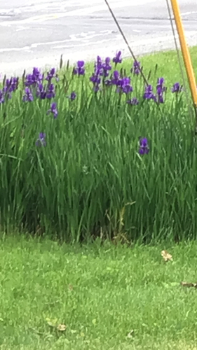 Iris sanguinea