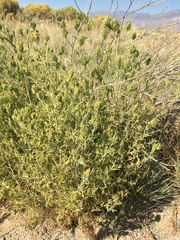 Cordylanthus ramosus