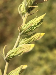 Cordylanthus ramosus