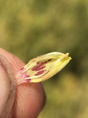 Cordylanthus ramosus