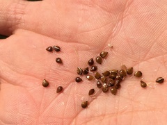 Bolboschoenus maritimus paludosus