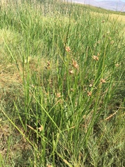 Bolboschoenus maritimus paludosus