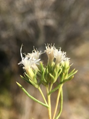 Ericameria albida