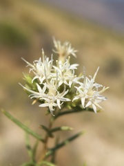 Ericameria albida