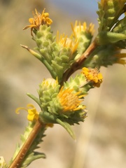 Pyrrocoma racemosa sessiliflora