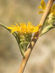 Pyrrocoma racemosa sessiliflora
