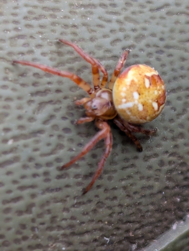 Araneus quadratus