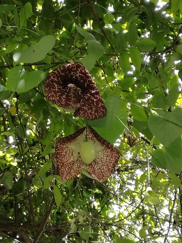Aristolochia littoralis